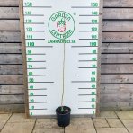 Albízia čokoládová (Albizia julibrissin) ´SUMMER CHOCOLATE´® - výška 130-140 cm, kont. C5L